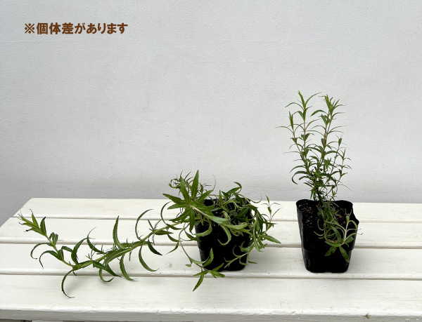 ペンステモン：サンバーストアメジスト3.5号ポット