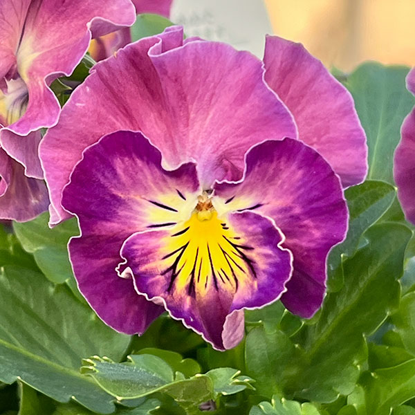 MSKガーデン中大輪フリンジパンジー:フレンチカンカン 七変化3号ポット