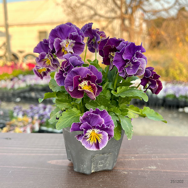 MSKガーデン中大輪フリンジパンジー:フレンチカンカン 七変化3号ポット