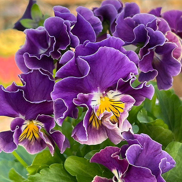 MSKガーデン中大輪フリンジパンジー:フレンチカンカン 七変化3号ポット