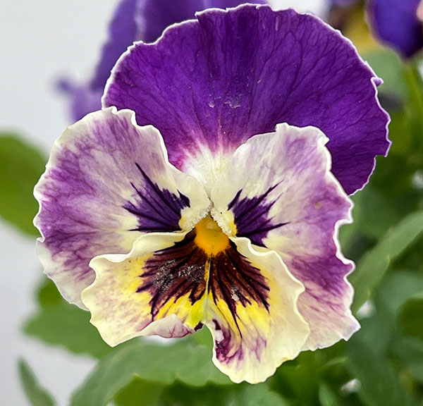 MSKガーデン中大輪フリンジパンジー：フレンチカンカン　コバルトブルーバイカラー3号ポット