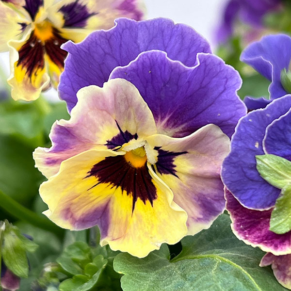 MSKガーデン中大輪フリンジパンジー：フレンチカンカン　コバルトブルーバイカラー3号ポット