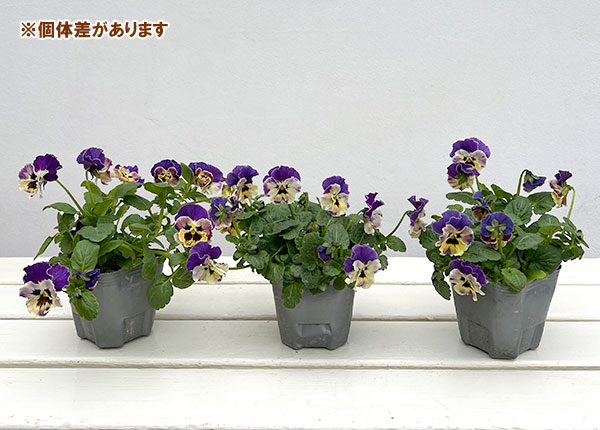 MSKガーデン中大輪フリンジパンジー：フレンチカンカン　コバルトブルーバイカラー3号ポット