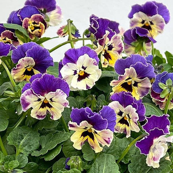 MSKガーデン中大輪フリンジパンジー：フレンチカンカン　コバルトブルーバイカラー3号ポット