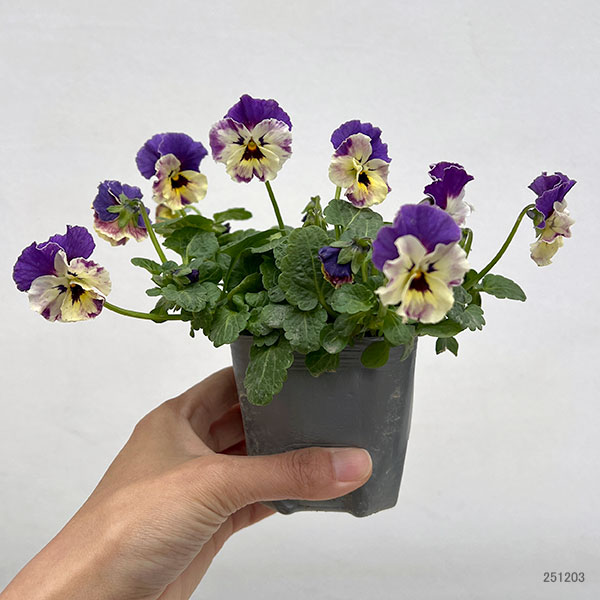 MSKガーデン中大輪フリンジパンジー：フレンチカンカン　コバルトブルーバイカラー3号ポット