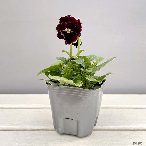 MSKガーデン中大輪フリンジパンジー：フレンチカンカン　スカーレットドレス3号ポット