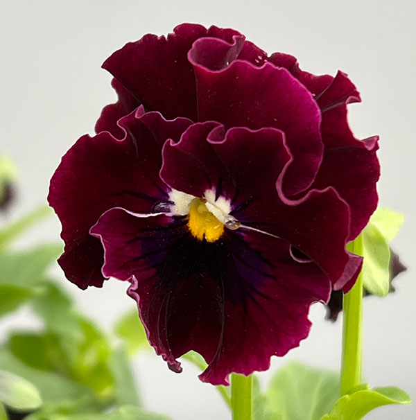 MSKガーデン中大輪フリンジパンジー：フレンチカンカン　スカーレットドレス3号ポット