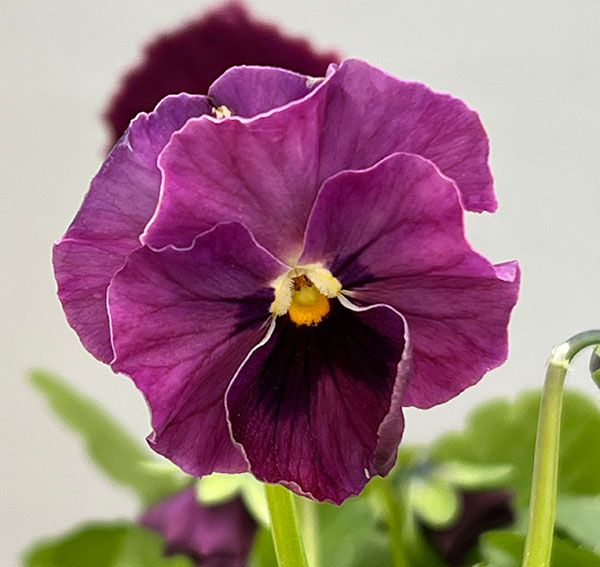 MSKガーデン中大輪フリンジパンジー：フレンチカンカン　スカーレットドレス3号ポット