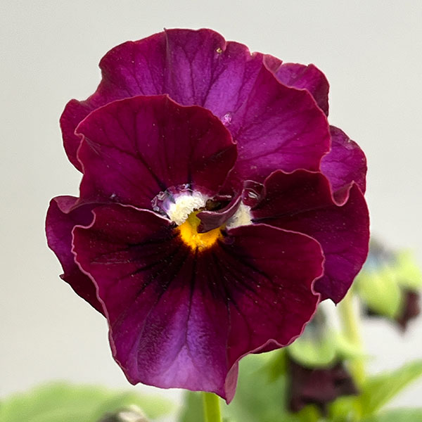 MSKガーデン中大輪フリンジパンジー：フレンチカンカン　スカーレットドレス3号ポット