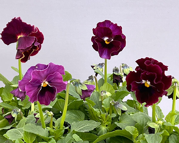 MSKガーデン中大輪フリンジパンジー：フレンチカンカン　スカーレットドレス3号ポット