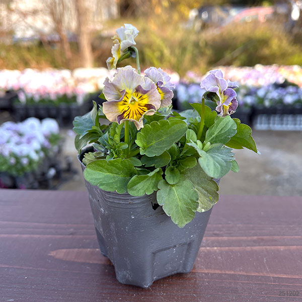 MSKガーデン小輪フリンジビオラ:フルーツカクテル バナナシェーク3号ポット