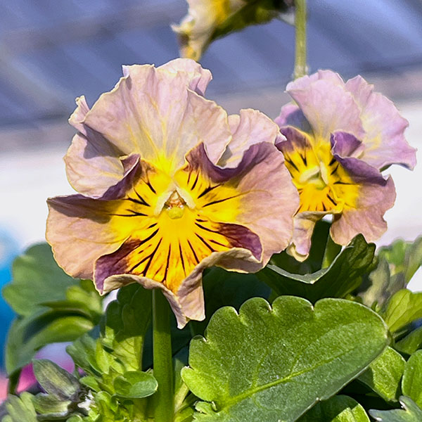 MSKガーデン小輪フリンジビオラ:フルーツカクテル バナナシェーク3号ポット