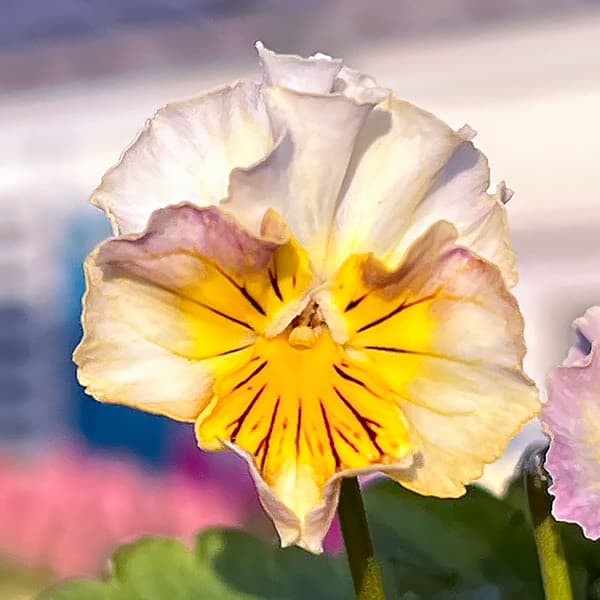 MSKガーデン小輪フリンジビオラ:フルーツカクテル バナナシェーク3号ポット