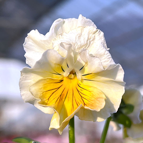 MSKガーデン小輪フリンジビオラ:フルーツカクテル バナナシェーク3号ポット