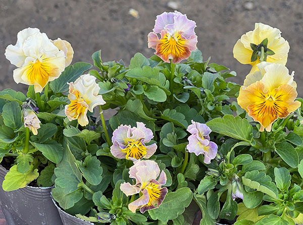 MSKガーデン小輪フリンジビオラ:フルーツカクテル バナナシェーク3号ポット