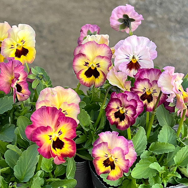 MSKガーデン小輪フリンジビオラ：フルーツカクテル　ネクタリンシェーク3号ポット