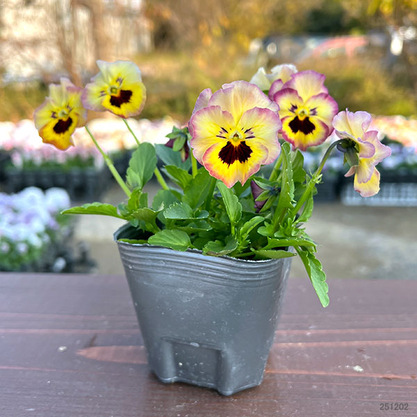 MSKガーデン小輪フリンジビオラ：フルーツカクテル　ネクタリンシェーク3号ポット