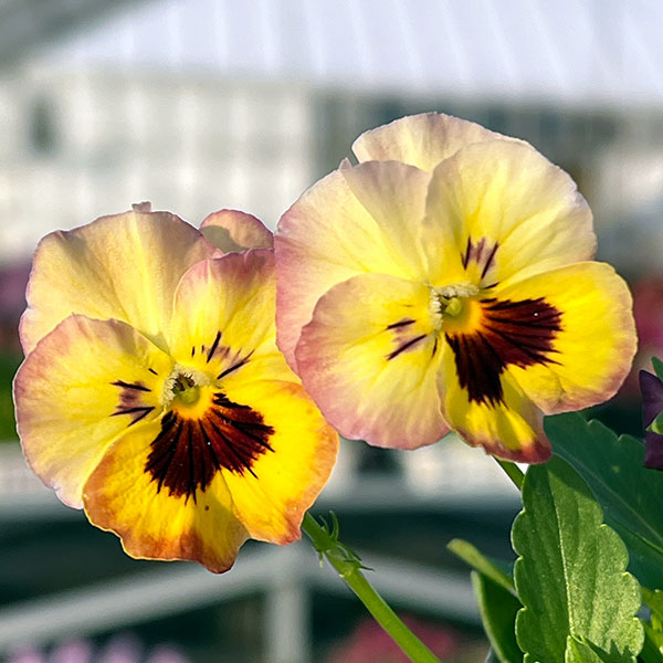 MSKガーデン小輪フリンジビオラ：フルーツカクテル　ネクタリンシェーク3号ポット