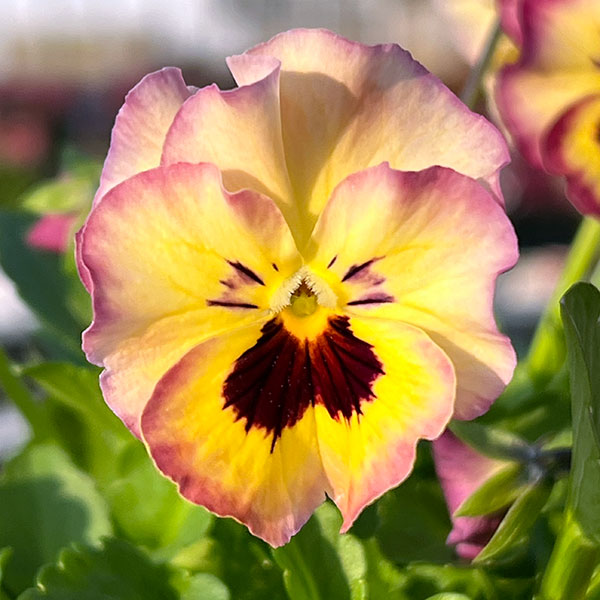 MSKガーデン小輪フリンジビオラ：フルーツカクテル　ネクタリンシェーク3号ポット