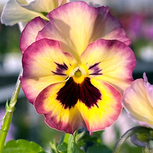 MSKガーデン小輪フリンジビオラ：フルーツカクテル　ネクタリンシェーク3号ポット