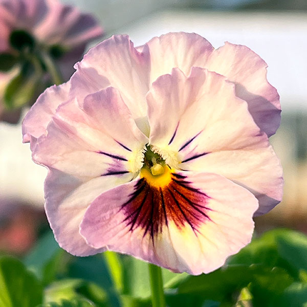 MSKガーデン小輪フリンジビオラ：フルーツカクテル　ネクタリンシェーク3号ポット