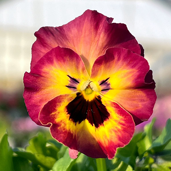 MSKガーデン小輪フリンジビオラ：フルーツカクテル　ネクタリンシェーク3号ポット