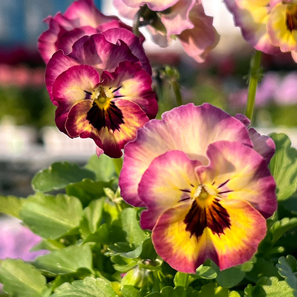 MSKガーデン小輪フリンジビオラ：フルーツカクテル　ネクタリンシェーク3号ポット