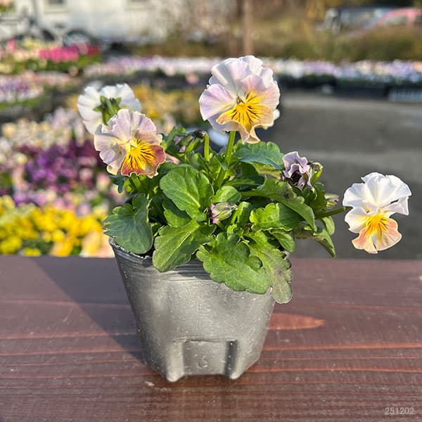 MSKガーデン小輪フリンジビオラ:フルーツカクテル ピーチシェーク3号ポット