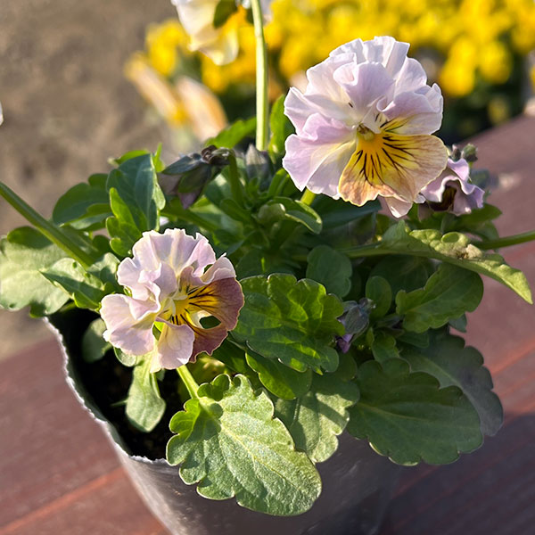 MSKガーデン小輪フリンジビオラ:フルーツカクテル ピーチシェーク3号ポット