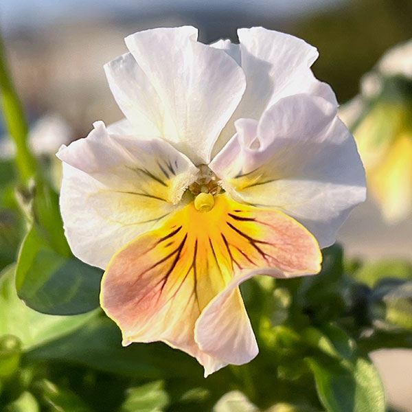 MSKガーデン小輪フリンジビオラ:フルーツカクテル ピーチシェーク3号ポット