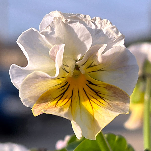 MSKガーデン小輪フリンジビオラ:フルーツカクテル ピーチシェーク3号ポット