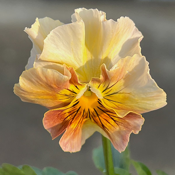 MSKガーデン小輪フリンジビオラ:フルーツカクテル ピーチシェーク3号ポット