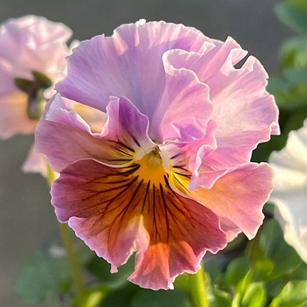 MSKガーデン小輪フリンジビオラ:フルーツカクテル ピーチシェーク3号ポット