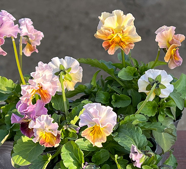 MSKガーデン小輪フリンジビオラ:フルーツカクテル ピーチシェーク3号ポット