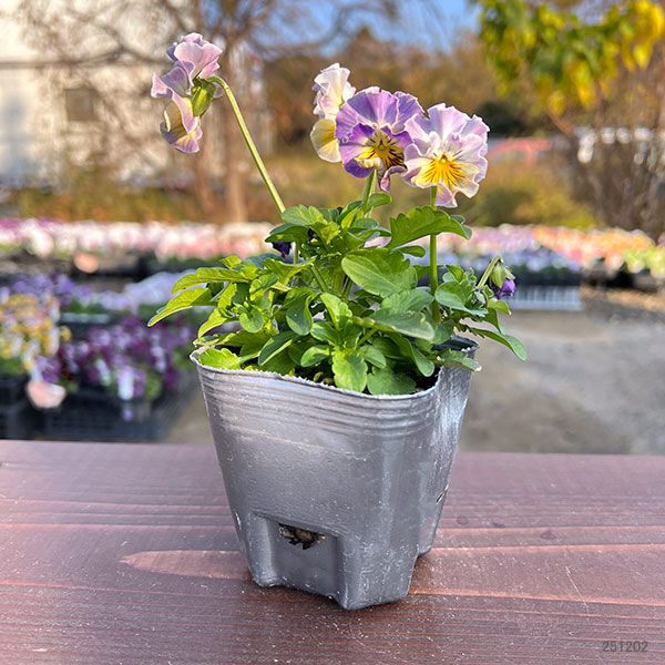 MSKガーデン小輪フリンジビオラ：フルーツカクテル　ブルーベリーシェーク3号ポット