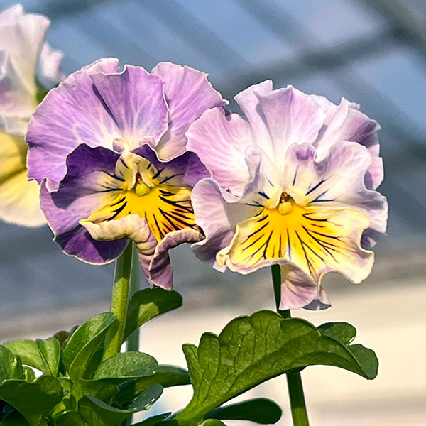 MSKガーデン小輪フリンジビオラ：フルーツカクテル　ブルーベリーシェーク3号ポット