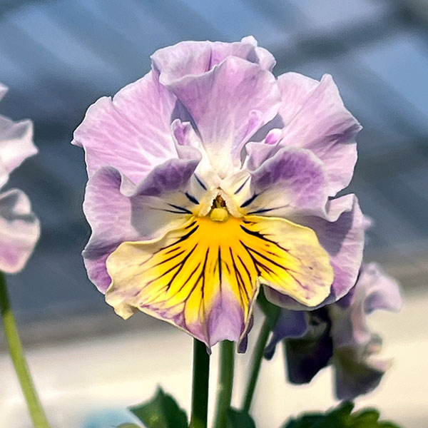 MSKガーデン小輪フリンジビオラ：フルーツカクテル　ブルーベリーシェーク3号ポット