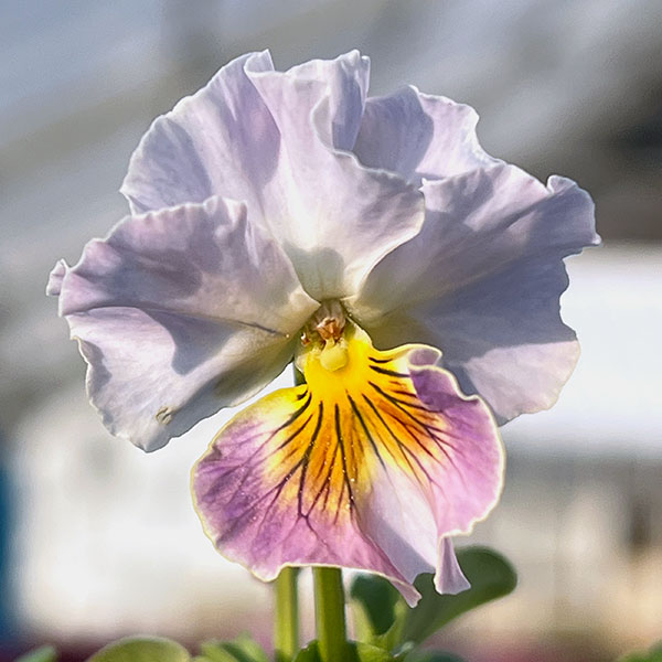 MSKガーデン小輪フリンジビオラ：フルーツカクテル　ブルーベリーシェーク3号ポット