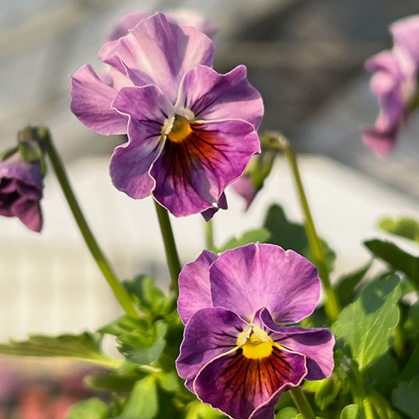 MSKガーデン小輪フリンジビオラ：フルーツカクテル　ブルーベリーシェーク3号ポット