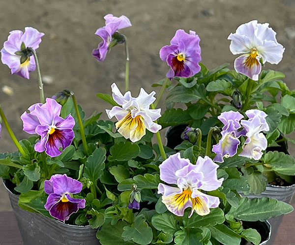 MSKガーデン小輪フリンジビオラ：フルーツカクテル　ブルーベリーシェーク3号ポット