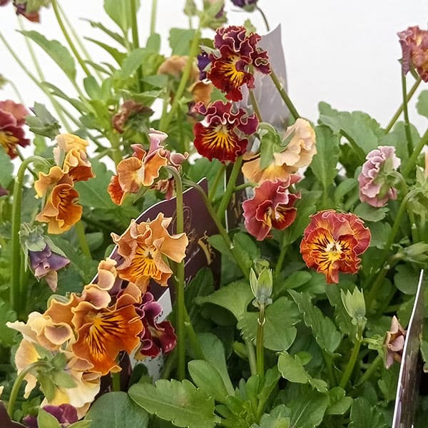 園芸ネット本店｜MSKガーデン極小-小輪バタフライフリンジ系ビオラ