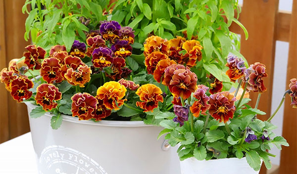 園芸ネット本店｜MSKガーデン極小-小輪バタフライフリンジ系ビオラ