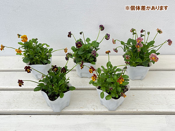 園芸ネット本店｜MSKガーデン極小-小輪バタフライフリンジ系ビオラ