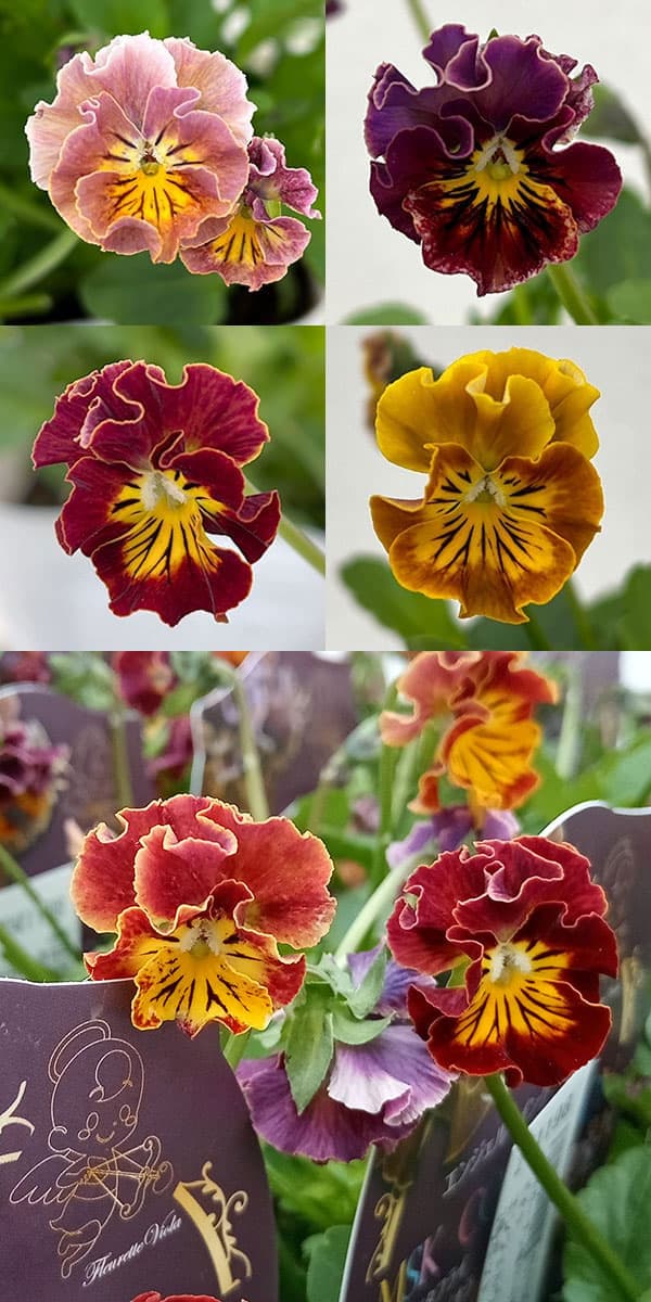 Fontaine Matt Mccormick 新品2個 MSKガーデン極小-小輪バタフライフリンジ系ビオラ：エンジェル