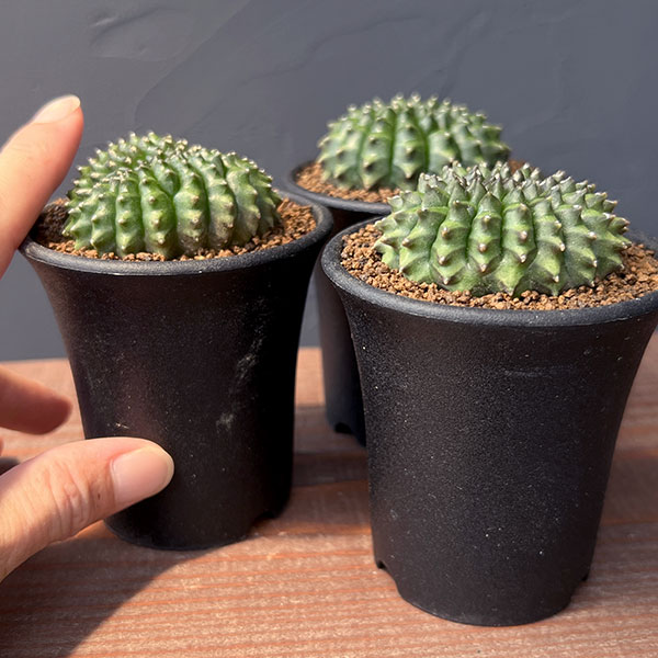 サボテン:ギムノカリキウム 無刺牡丹玉石化 2.5号鉢植え