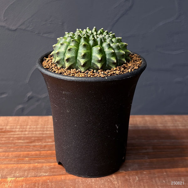 サボテン:ギムノカリキウム 無刺牡丹玉石化 2.5号鉢植え