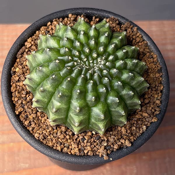 サボテン:ギムノカリキウム 無刺牡丹玉石化 2.5号鉢植え