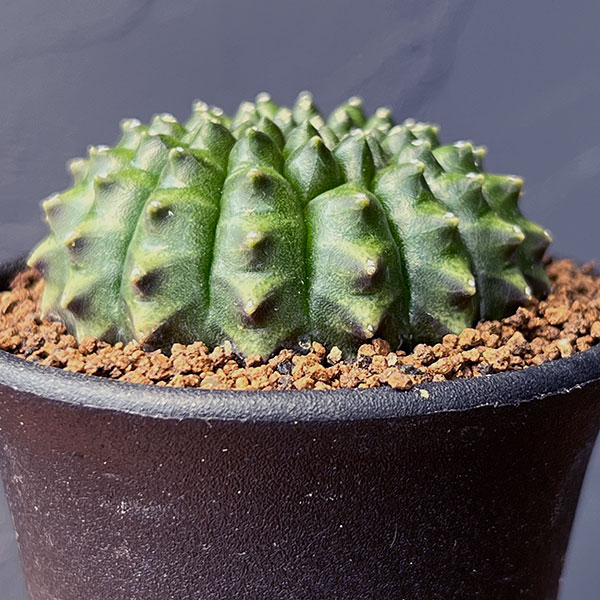 サボテン:ギムノカリキウム 無刺牡丹玉石化 2.5号鉢植え