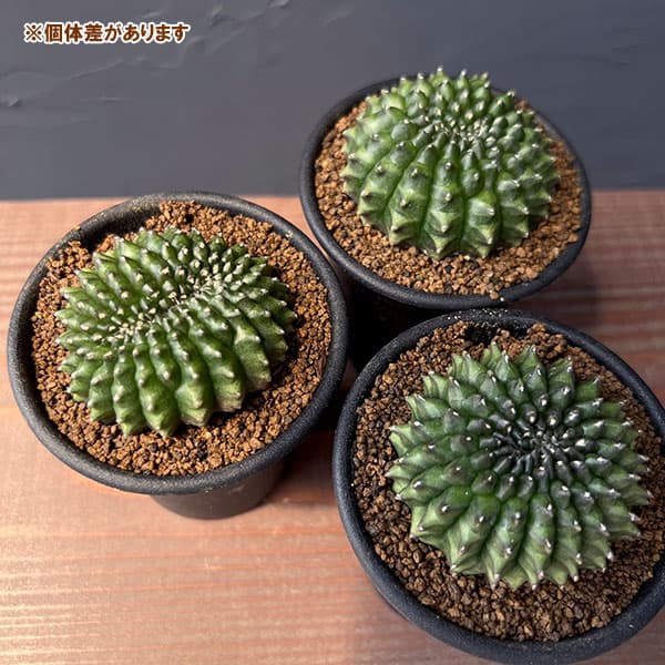 サボテン:ギムノカリキウム 無刺牡丹玉石化 2.5号鉢植え