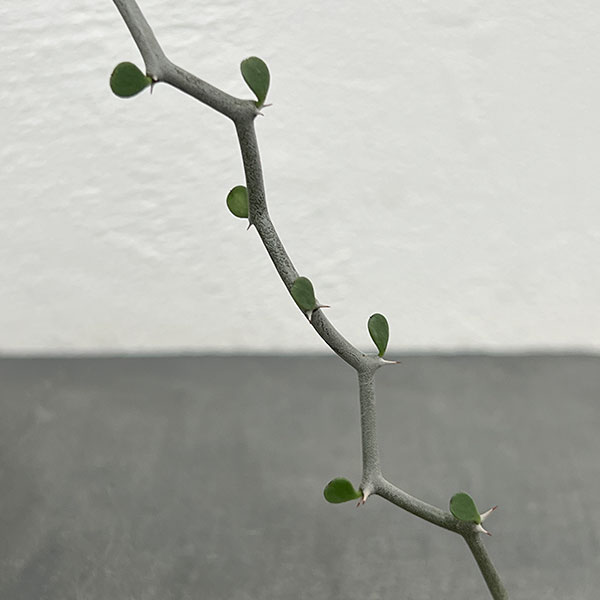 デカリア:マダガスカリエンシス 2.5号鉢植え
